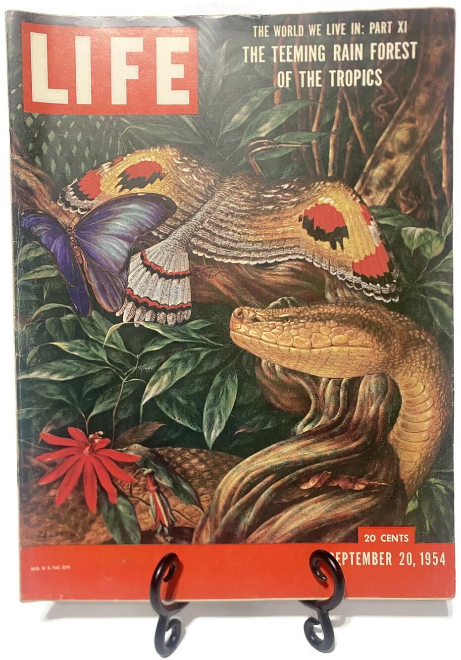 LIFE Magazine September 20 1954 The Teeming Rain Forest of the Tropics Vintage